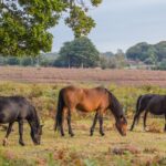 3 New Forest Ponies grazing on a heathland clearing with trees to the side and in the background