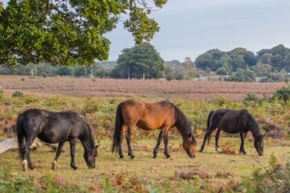 3 New Forest Ponies grazing on a heathland clearing with trees to the side and in the background