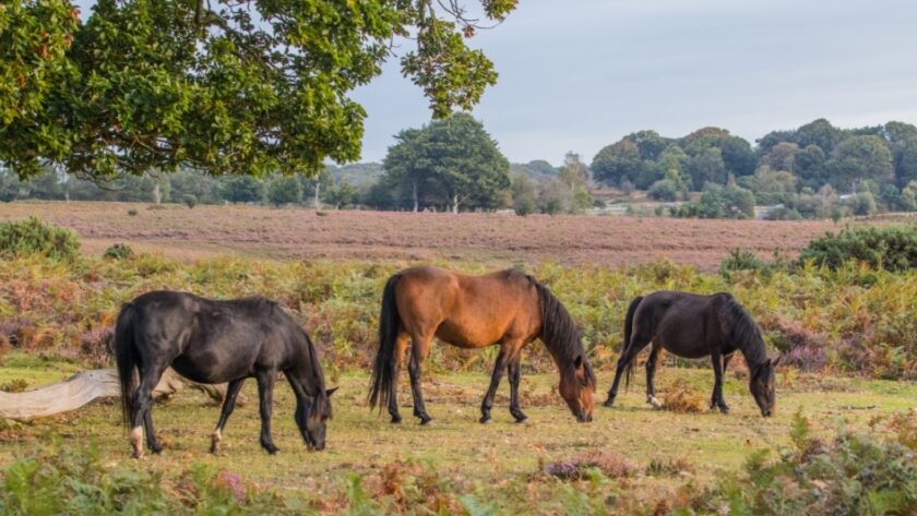 3 New Forest Ponies grazing on a heathland clearing with trees to the side and in the background