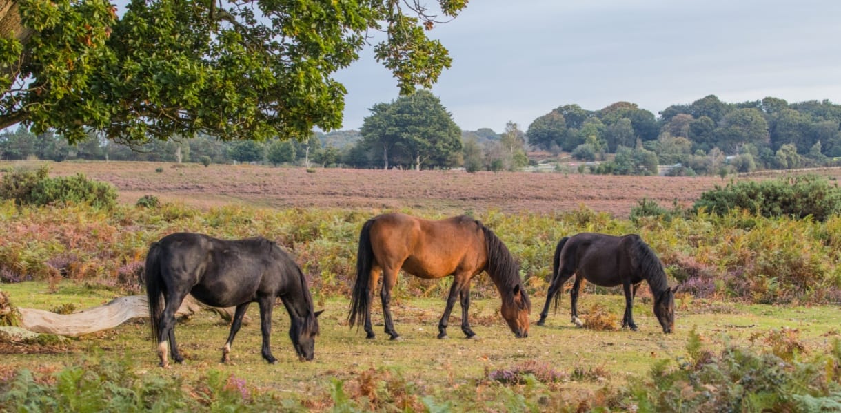 3 New Forest Ponies grazing on a heathland clearing with trees to the side and in the background