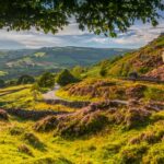 A winding Derbyshire country lane meanders through a sunlit landscape of rolling hills, stone walls, and blooming heather. The late afternoon light casts a golden glow over the green valleys and purple moorland, with dramatic rock outcrops dotting the slopes of Curbar Edge in the background. A large tree frames the scene in the foreground, its leaves catching the sunlight.