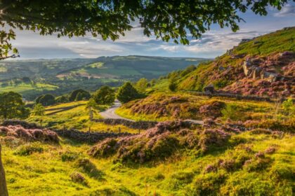 A winding Derbyshire country lane meanders through a sunlit landscape of rolling hills, stone walls, and blooming heather. The late afternoon light casts a golden glow over the green valleys and purple moorland, with dramatic rock outcrops dotting the slopes of Curbar Edge in the background. A large tree frames the scene in the foreground, its leaves catching the sunlight.