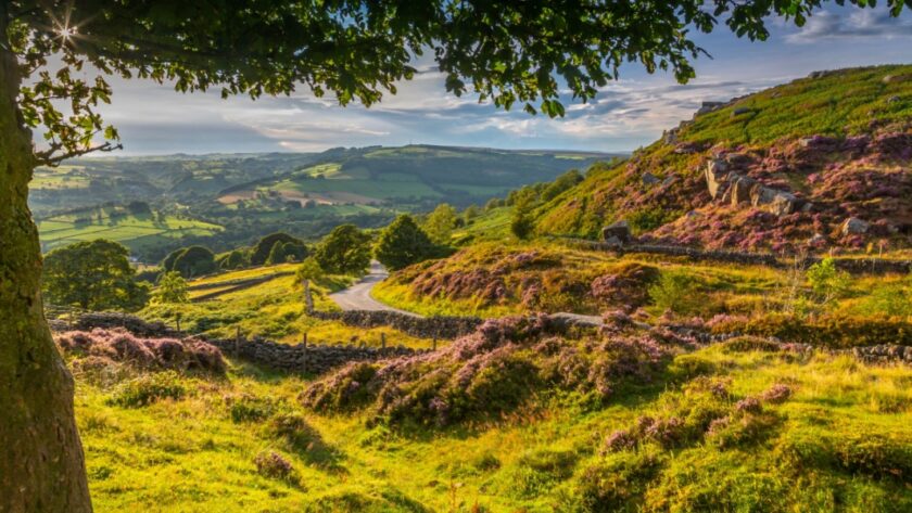 A winding Derbyshire country lane meanders through a sunlit landscape of rolling hills, stone walls, and blooming heather. The late afternoon light casts a golden glow over the green valleys and purple moorland, with dramatic rock outcrops dotting the slopes of Curbar Edge in the background. A large tree frames the scene in the foreground, its leaves catching the sunlight.