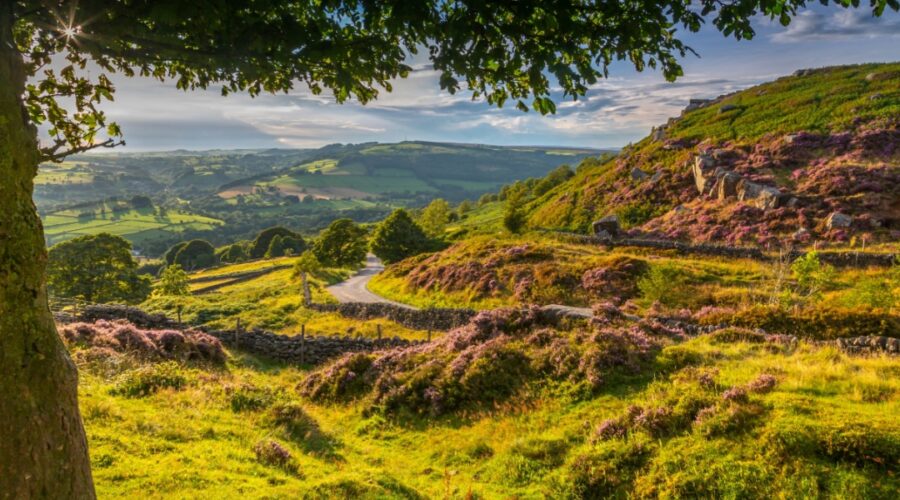 A winding Derbyshire country lane meanders through a sunlit landscape of rolling hills, stone walls, and blooming heather. The late afternoon light casts a golden glow over the green valleys and purple moorland, with dramatic rock outcrops dotting the slopes of Curbar Edge in the background. A large tree frames the scene in the foreground, its leaves catching the sunlight.