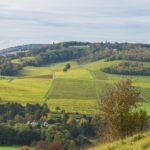 Rolling green hills of the North Downs in Surrey with patchwork fields, scattered autumn trees, and a small village nestled among the countryside under a soft, cloudy sky