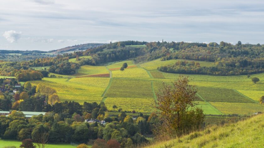 Rolling green hills of the North Downs in Surrey with patchwork fields, scattered autumn trees, and a small village nestled among the countryside under a soft, cloudy sky