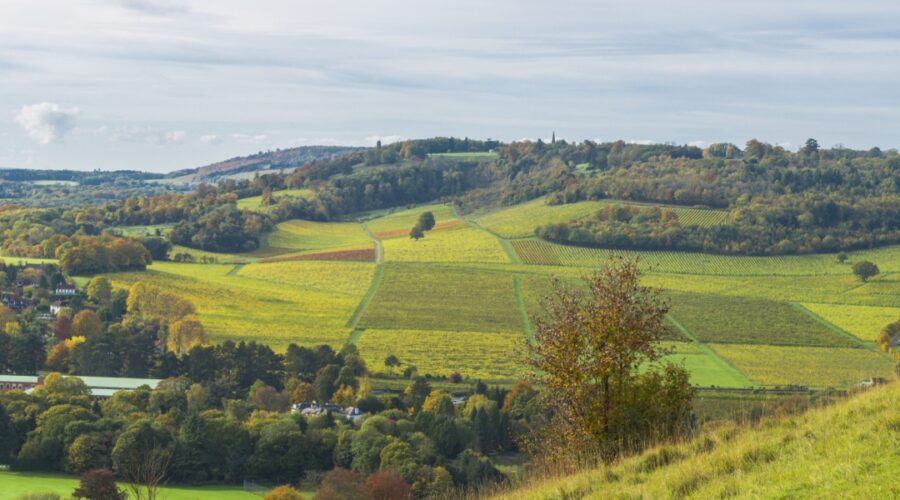 Rolling green hills of the North Downs in Surrey with patchwork fields, scattered autumn trees, and a small village nestled among the countryside under a soft, cloudy sky