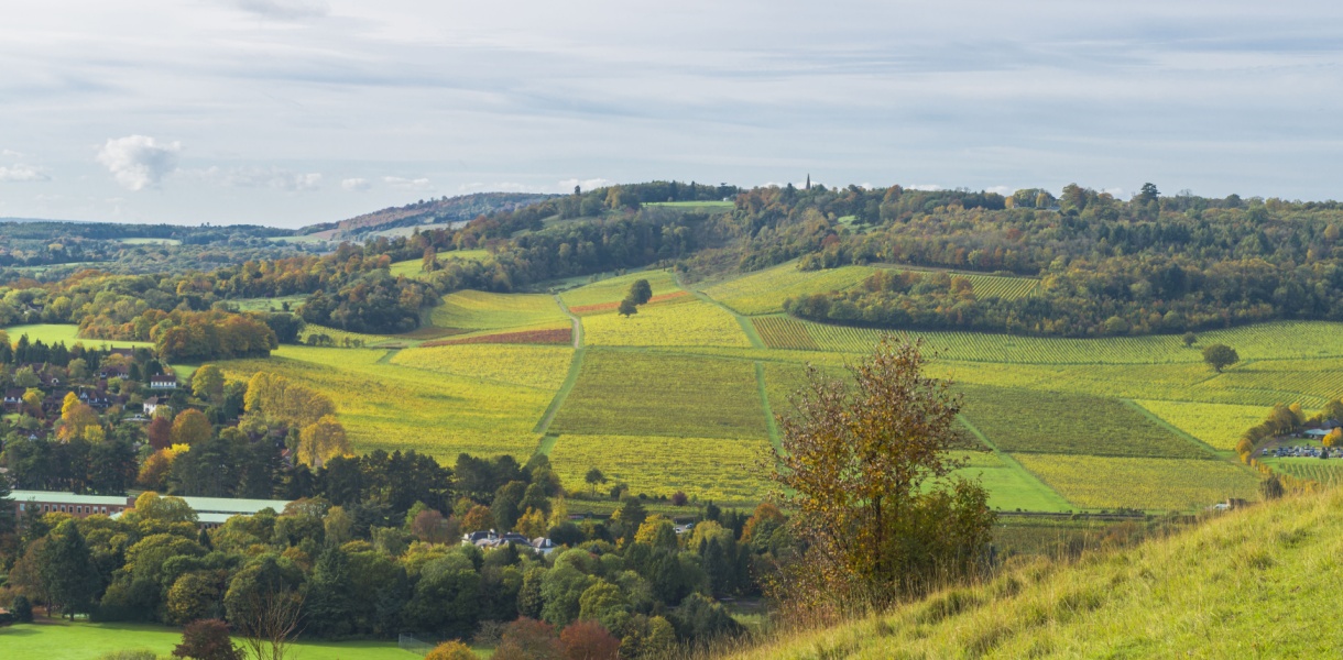 Rolling green hills of the North Downs in Surrey with patchwork fields, scattered autumn trees, and a small village nestled among the countryside under a soft, cloudy sky