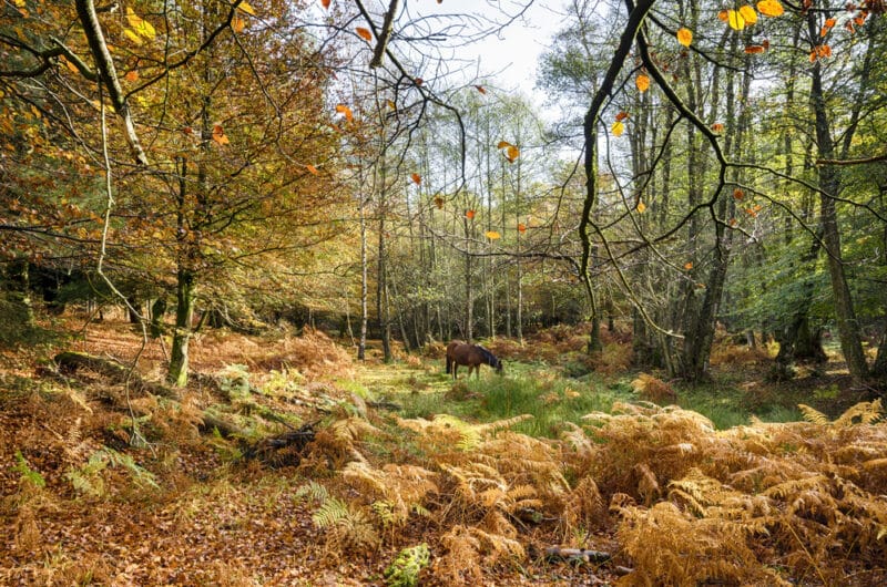England October Top Spots in England for Stunning Autumn Colours - UK Explorer