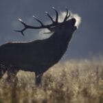 A red deer stag bellowing in a misty autumn meadow, its breath visible in the cold air as sunlight highlights the tall grass