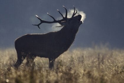 A red deer stag bellowing in a misty autumn meadow, its breath visible in the cold air as sunlight highlights the tall grass