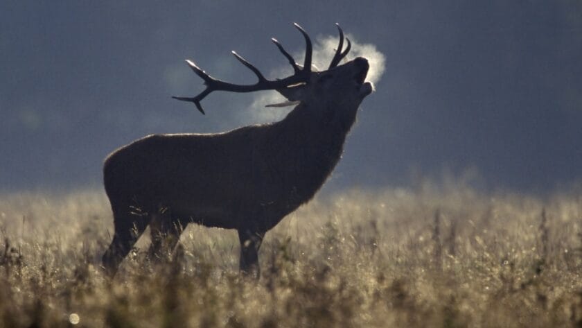 A red deer stag bellowing in a misty autumn meadow, its breath visible in the cold air as sunlight highlights the tall grass