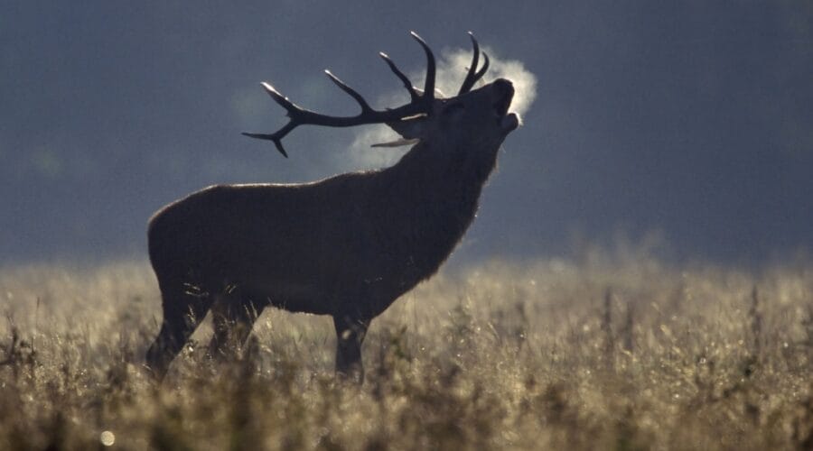 A red deer stag bellowing in a misty autumn meadow, its breath visible in the cold air as sunlight highlights the tall grass