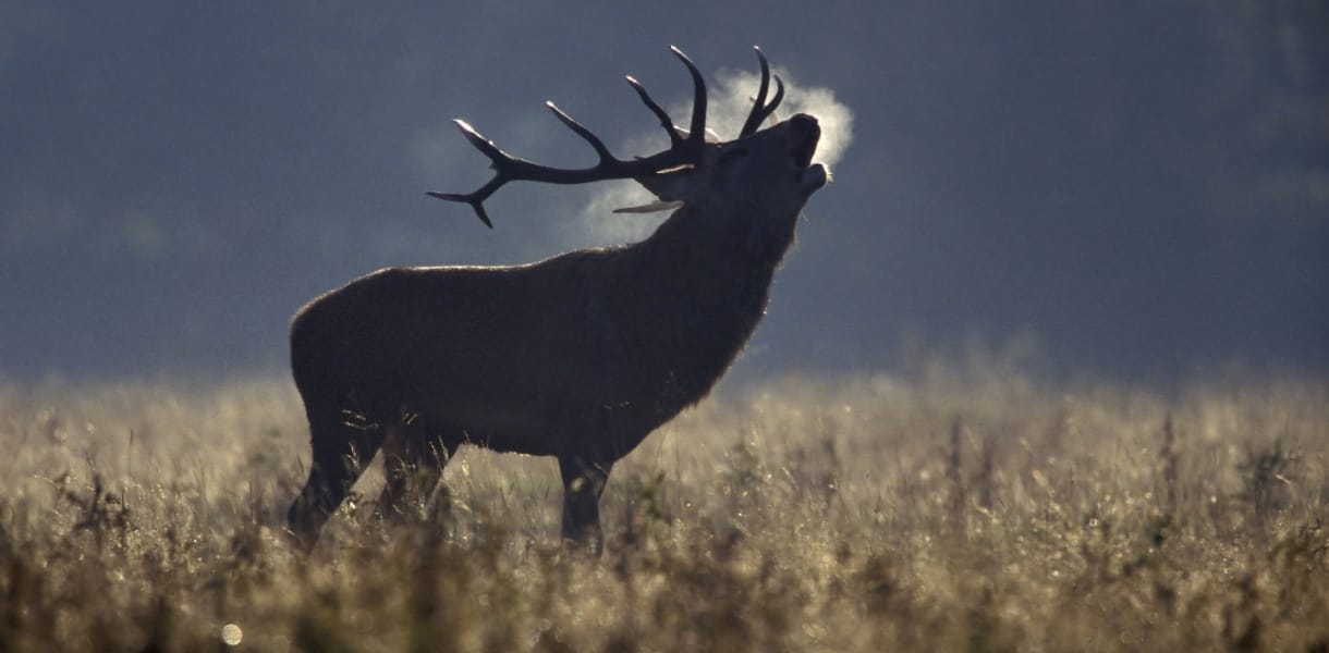 A red deer stag bellowing in a misty autumn meadow, its breath visible in the cold air as sunlight highlights the tall grass