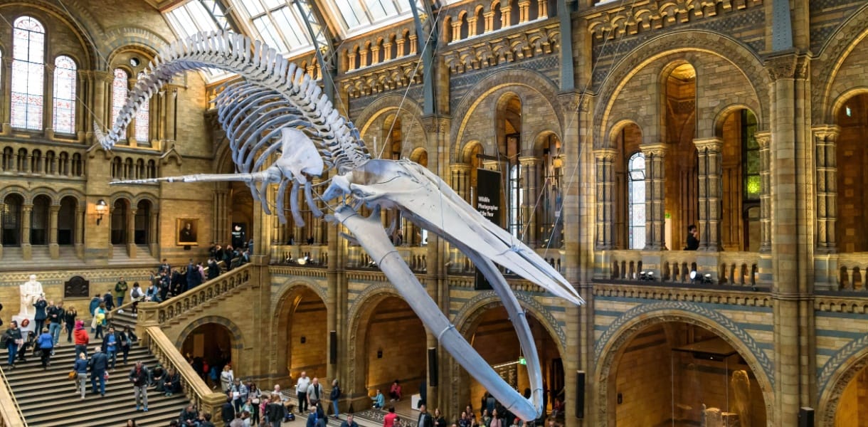 Suspended blue whale skeleton hanging above visitors in the grand Hintze Hall at London’s Natural History Museum.