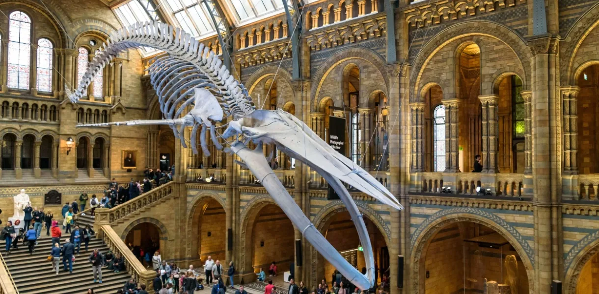 Suspended blue whale skeleton hanging above visitors in the grand Hintze Hall at London’s Natural History Museum.