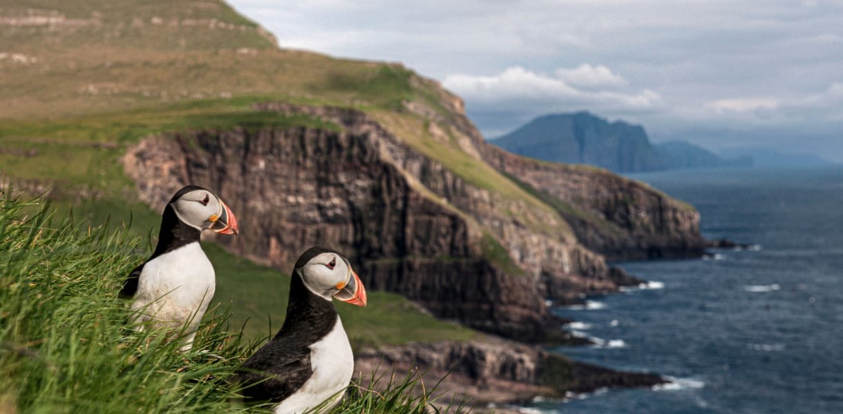 Two puffins stand in long green grass on a coastal cliff, with steep rocky headlands and a dark blue sea stretching into the distance under a cloudy sky.