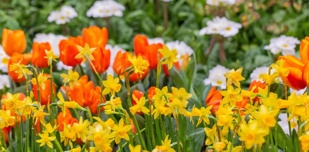 A bright spring flower bed filled with yellow daffodils and orange tulips, with soft-focus white flowers and green foliage in the background.