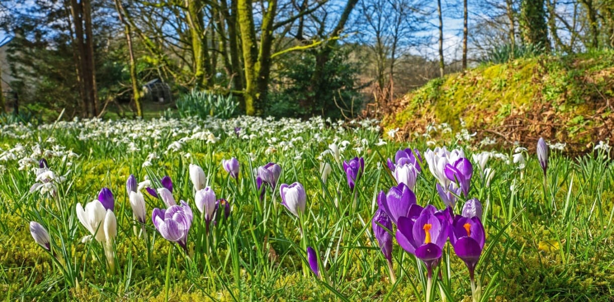 Early spring with crocuses and other wilkd flowers in a wood on a sunny day