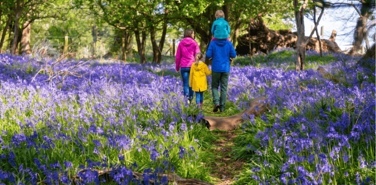 A family walking along a narrow woodland path through a dense carpet of bluebells on a bright spring day.